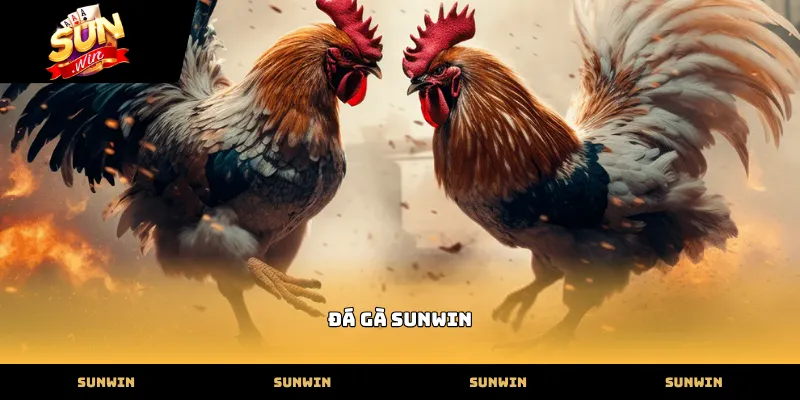 Đá Gà Cận cảnh quy trình phát sóng đá gà SUNWIN tại bồ gà chuyên nghiệp